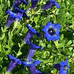 Birkhahn סאס פה