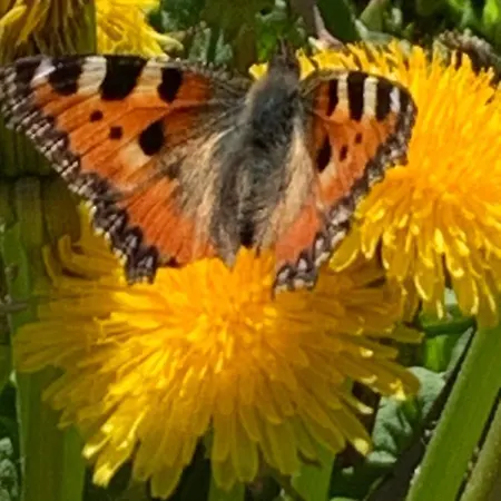 Chalet Châlet Birkhahn Saas-Fee