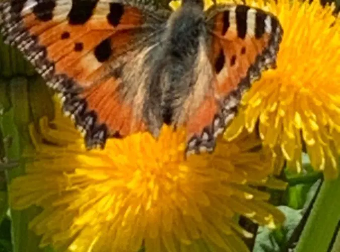 Chalé Châlet Birkhahn Saas Fee