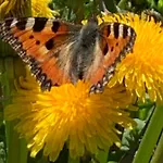 Шале Birkhahn Зас-Фе