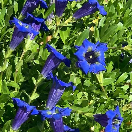 Birkhahn סאס פה